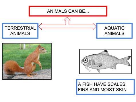 TERRESTRIAL AND AQUATIC ANIMALS Diagram | Quizlet