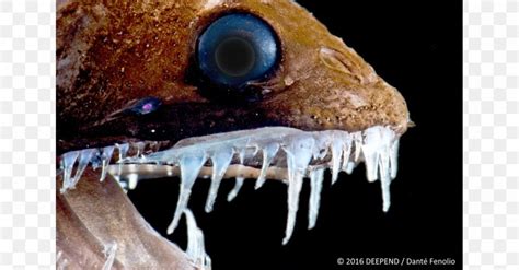 Deep Sea Creature Viperfish Deep-sea Dragonfish Bathyal Zone, PNG, 1200x627px, Deep Sea Creature ...