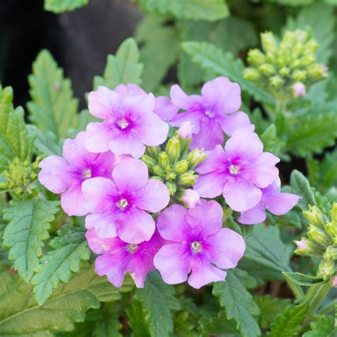 Understanding Verbena Differences: A Guide To Different Types Of Verbena