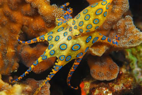 Blue ringed octopus - crewdog