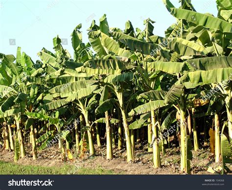 Banana Plantation Stock Photo 104068 : Shutterstock