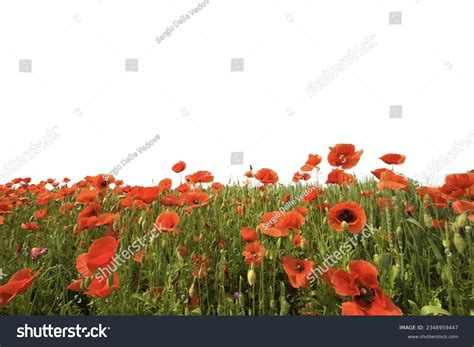 657 Red Poppy Field Transparent Background Images, Stock Photos, 3D ...