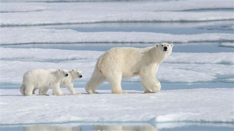 Most polar bears could disappear from Arctic by 2100 due to global warming, study says | Climate ...