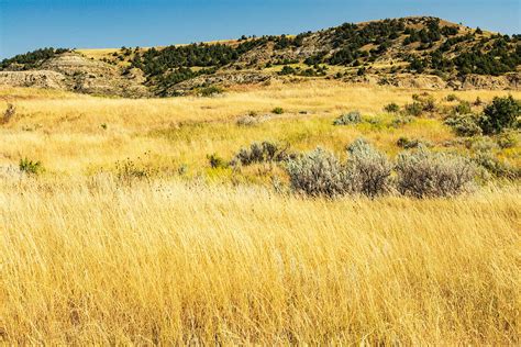 Grass Sage Blue Sky Photograph by Amanda Kiplinger - Fine Art America