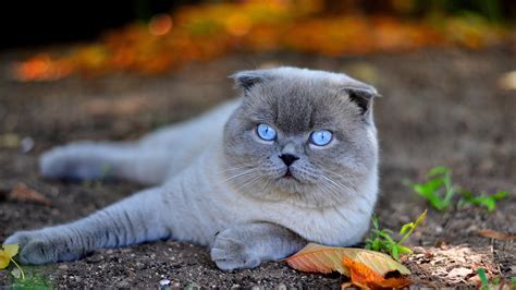 A beautiful white Scottish Fold cat with blue eyes