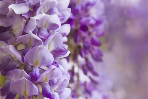 Wisteria vine for the patio landscape – a magnificent swirl of bright colors