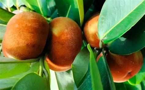 Mabolo Fruits. Kamagong Fruit/FilipinoEggrolls