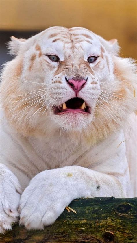 Tiger Albino Mobile Wallpaper - Mobiles Wall | Animals, Albino animals, Animals beautiful