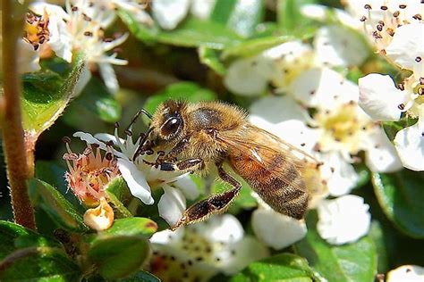 The Seven Different Types of Honey Bees - WorldAtlas.com