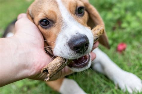 Beagle Health Problems & Issues | Canna-Pet®