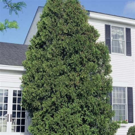 Buy Northern White Cedar (Thuja Occidentalis) 100+ seeds online ...