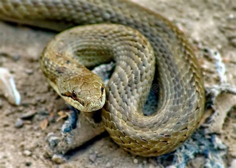 Swamp Snake stock photo. Image of tansnake, poisonous - 40731362