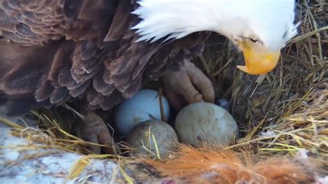 Decorah Eagles 3-5-19, 6-45 am Mom takes a break, good look at 3 eggs - YouTube