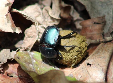 Dung beetle species - ZooChat