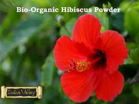 Know The Amazing Benefits of Hibiscus Powder For Health