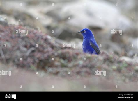 Grandala (Grandala coelicolor) Mount Qomolangma National Park, Dingjie ...