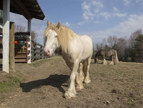 Spotsylvania horse farm specializes in rare Gypsy Cob breed, the ...