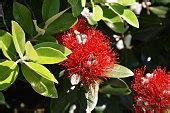 Free picture: pohutukawa, bloom