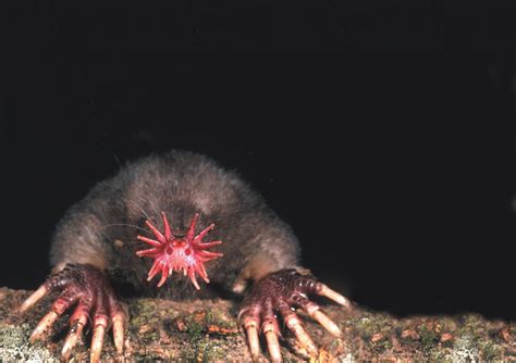 Star-nosed Mole | Animal pictures, Mole, Animals