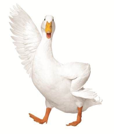 Duck you, Aflac – The Aflac Duck is “Injured” in New Advertising ...