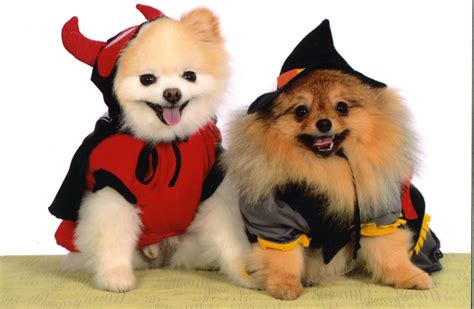 Pomeranian, Poms, dogs, puppies, Halloween | Cute animal pictures, Dog costumes, Pomeranian ...