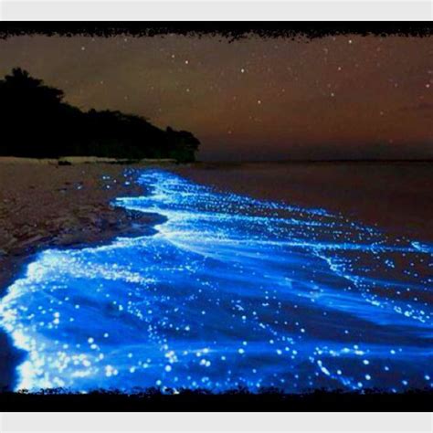 bioluminescent bay in Puerto Rico | Road trip places, Beautiful places to visit, Vacation trips