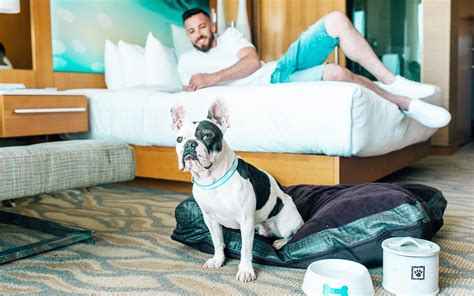 Best pet-friendly hotels in the US your furry friend will love - DadLife Magazine