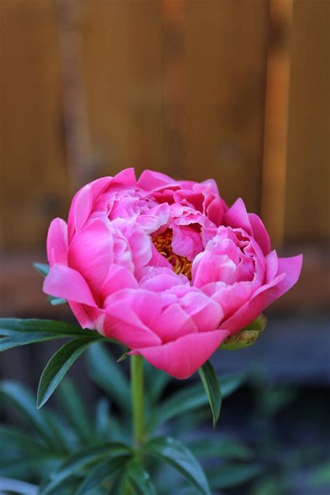 Coral Charm Peony from @dandihauspdx | Pink flowers, Coral charm peony, Flower arrangements