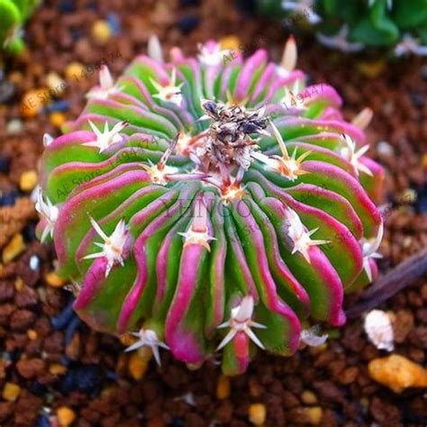 200 pcs/bag Real mini succulent cactus seeds rare succulent perennial ...