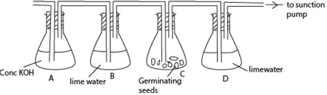 An experiment to show that germinating seeds liberate carbon dioxide ...