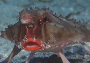 Red-lipped Batfish: Videos, Pictures, Description