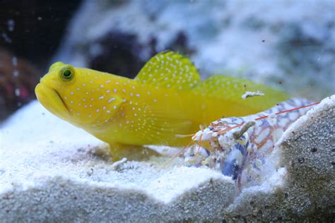 Yellow Watchman Goby (Cryptocentrus cinctus) and Tiger Pis… | Flickr