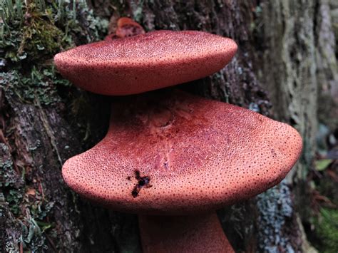 Beefsteak Mushroom Cooked