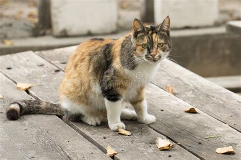 A Feral Cat Sitting on a Table Stock Image - Image of mammal, animal: 271862147