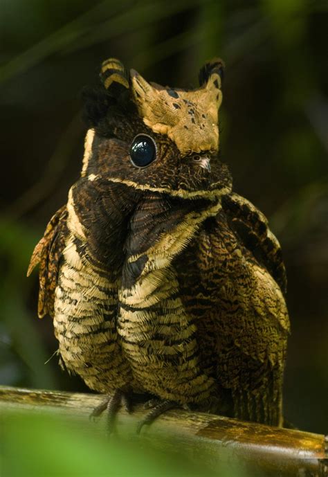 The great eared nightjar looks like a baby dragon | Weird animals ...