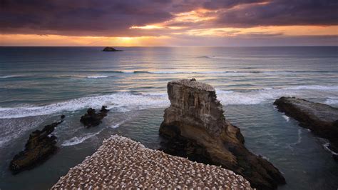 wallpaper Muriwai, North Island, New Zealand HD : Widescreen : High ...