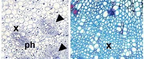 J. Exp. Bot. Special Issue: Making Connections: Plant Vascular Tissue Development | Plantae