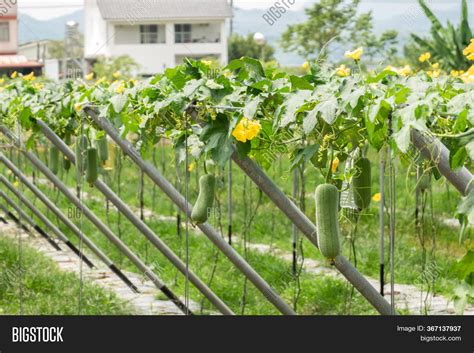 Loofah Farm Daytime Image & Photo (Free Trial) | Bigstock