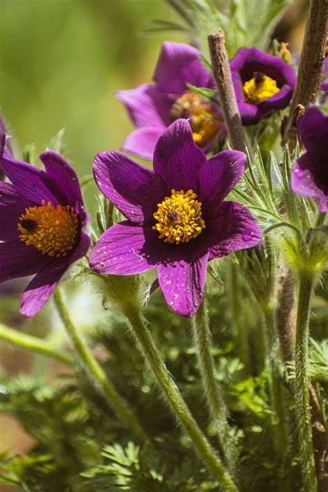 Pulsatilla Photos, Download The BEST Free Pulsatilla Stock Photos & HD ...