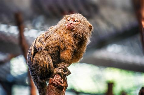 How Much Is A Pygmy Marmoset Monkey - In the past, the monkeys were. - Books PDF, ePub and Mobi ...