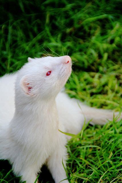 worldlyanimals: Albino Ferret (bowsawblogger) | Albino animals, Ferret, Cute ferrets