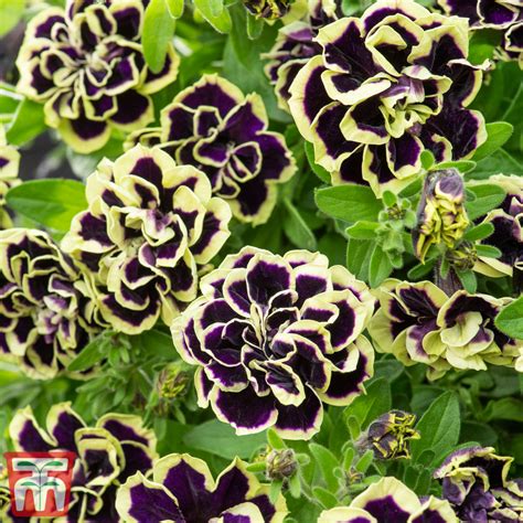 Petunia 'Mystical Midnight Gold' | Thompson & Morgan