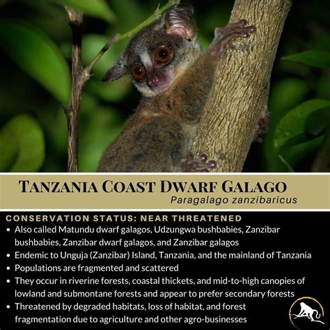 Tanzania Coast Dwarf Galago, Paragalago zanzibaricus