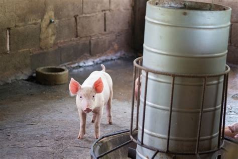 5 Qualities of Automatic Pig Feeders – NewsMag Online