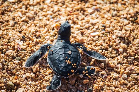 LOOK: Endangered marine turtles released in Catanduanes | Inquirer News