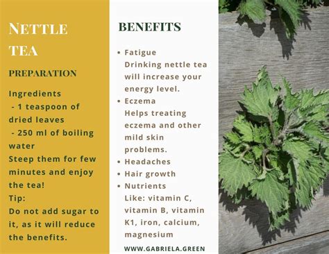 5 Amazing Benefits Of Nettle Tea - Gabriela Green | Nettles tea, Herbs ...