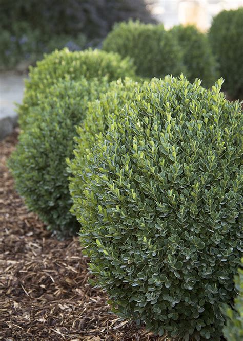 Evergreen Shrubs for Landscaping: A Comprehensive Guide