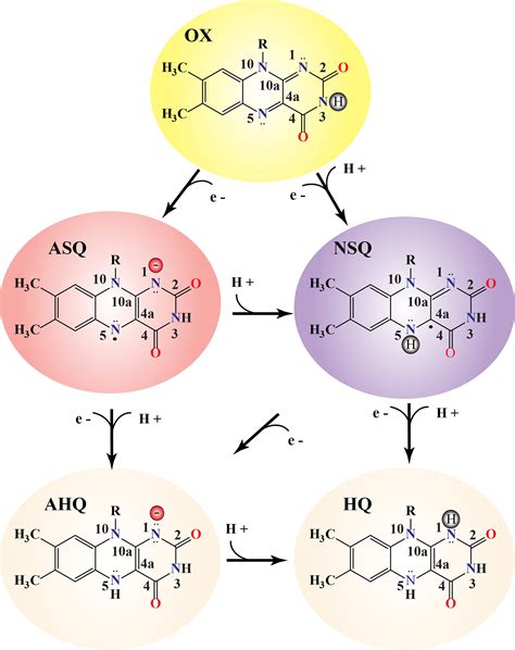 Understanding flavin electronic structure and spectra - Kar - 2022 - WIREs Computational ...