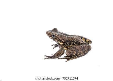 Amphibians Tropical Rainforest Stock Photo 752711374 | Shutterstock