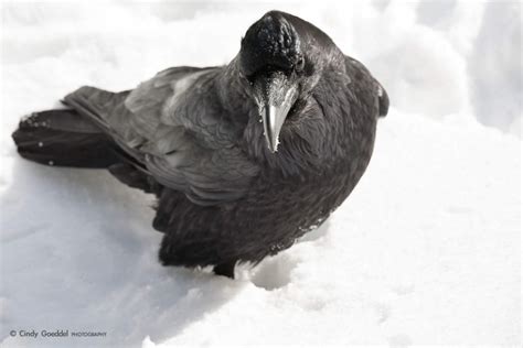 Raven portrait in snow | Cindy Goeddel Photography, LLC